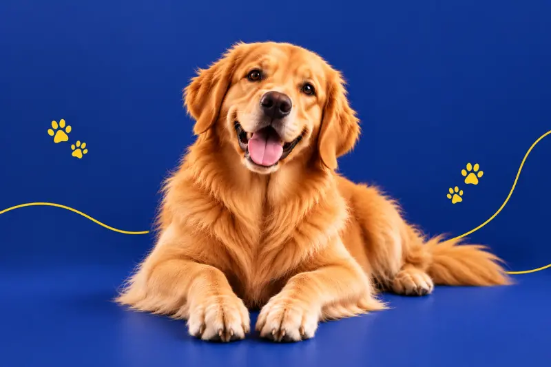 Köpek Mamaları