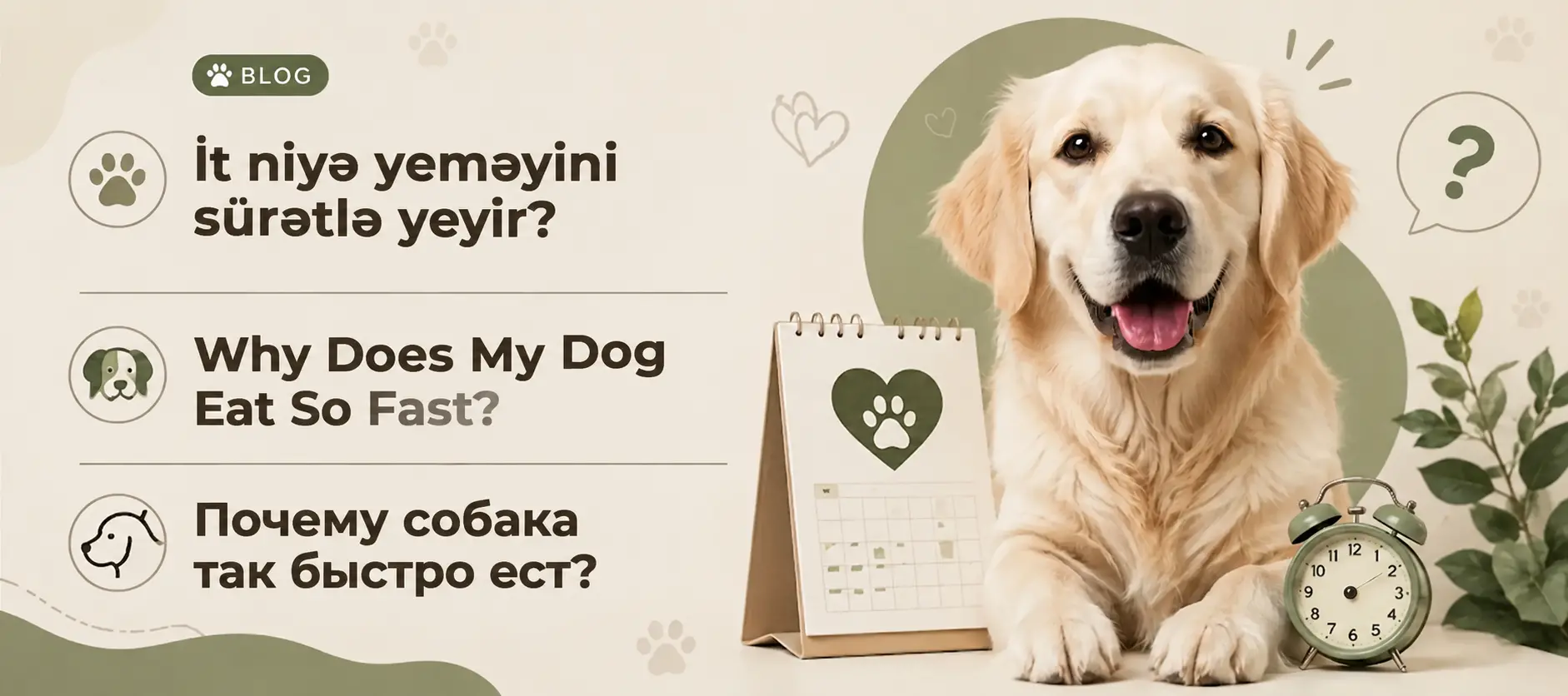 İt niyə yeməyini sürətlə yeyir?